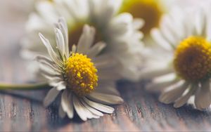 Preview wallpaper daisies, flowers, white, macro