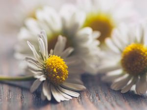 Preview wallpaper daisies, flowers, white, macro