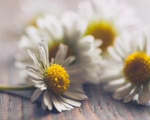 Preview wallpaper daisies, flowers, white, macro