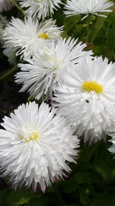 Preview wallpaper daisies, flowers, white, green, close-up