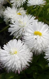 Preview wallpaper daisies, flowers, white, green, close-up