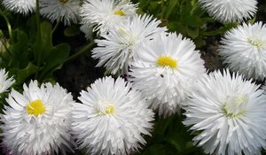 Preview wallpaper daisies, flowers, white, green, close-up