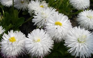 Preview wallpaper daisies, flowers, white, green, close-up