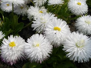 Preview wallpaper daisies, flowers, white, green, close-up