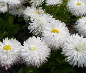 Preview wallpaper daisies, flowers, white, green, close-up