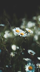 Preview wallpaper daisies, flowers, wildflowers, grass