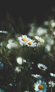 Preview wallpaper daisies, flowers, wildflowers, grass