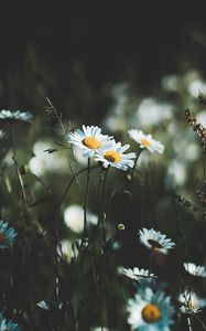 Preview wallpaper daisies, flowers, wildflowers, grass