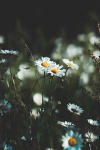 Preview wallpaper daisies, flowers, wildflowers, grass