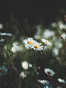 Preview wallpaper daisies, flowers, wildflowers, grass