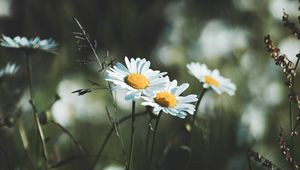 Preview wallpaper daisies, flowers, wildflowers, grass