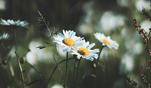 Preview wallpaper daisies, flowers, wildflowers, grass