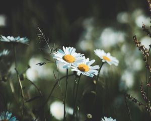 Preview wallpaper daisies, flowers, wildflowers, grass