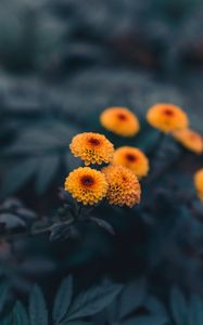 Preview wallpaper daisies, flowers, yellow, plant