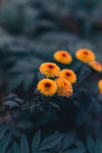 Preview wallpaper daisies, flowers, yellow, plant