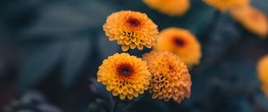 Preview wallpaper daisies, flowers, yellow, plant