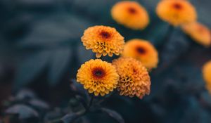 Preview wallpaper daisies, flowers, yellow, plant