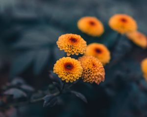 Preview wallpaper daisies, flowers, yellow, plant