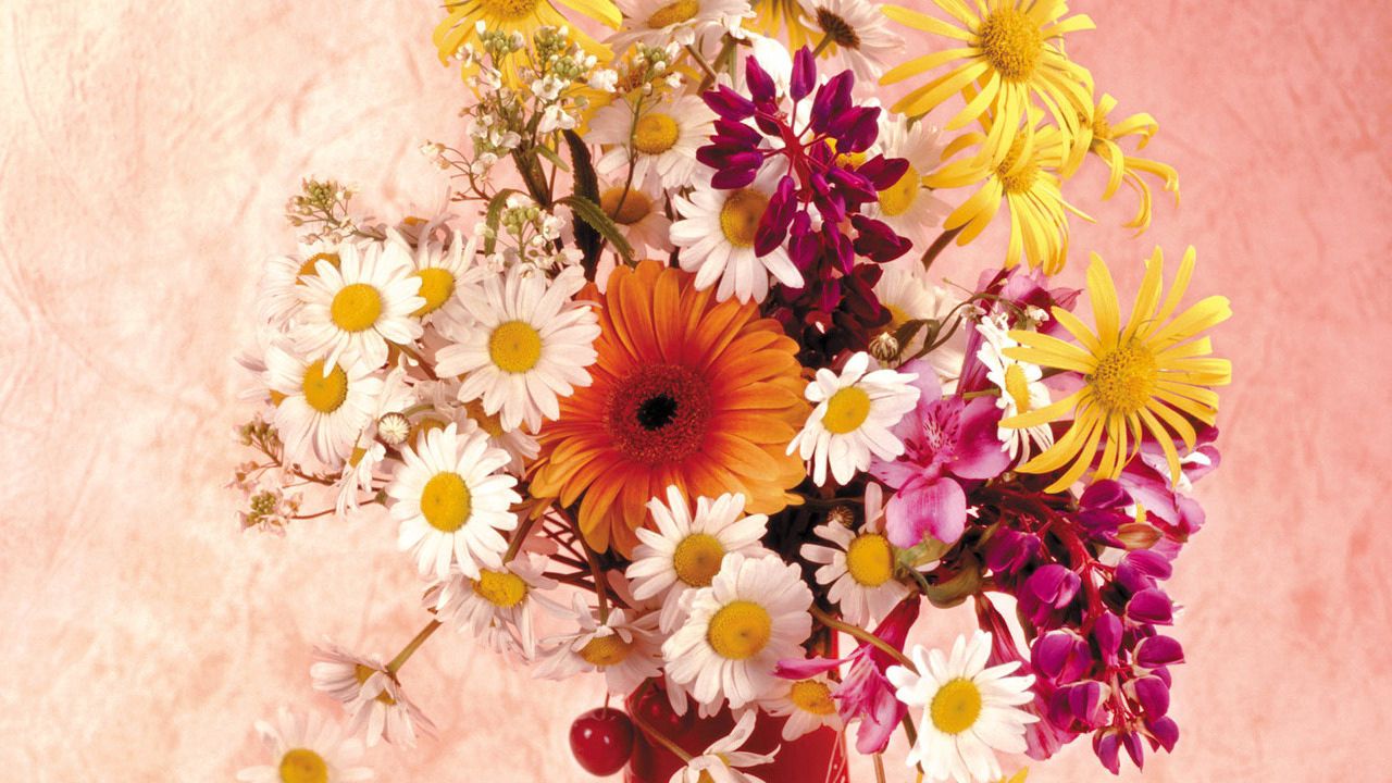 Wallpaper daisies, gerbera, flower, cherry, vase, composition