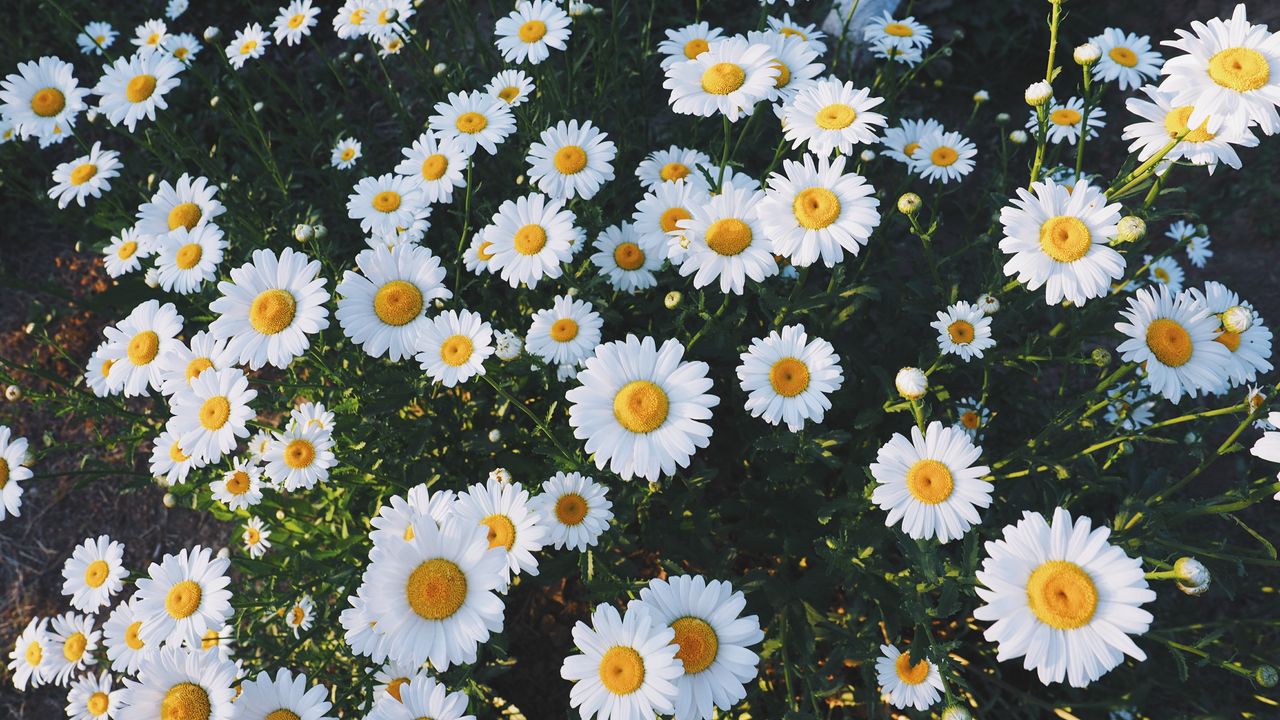 Wallpaper daisies, glade, flowers, grass