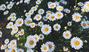 Preview wallpaper daisies, glade, flowers, grass