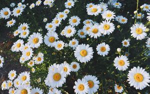 Preview wallpaper daisies, glade, flowers, grass