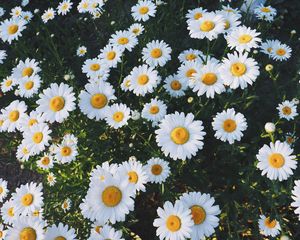 Preview wallpaper daisies, glade, flowers, grass