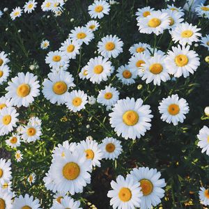 Preview wallpaper daisies, glade, flowers, grass