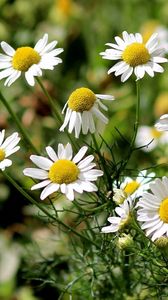 Preview wallpaper daisies, grass, leaves, flowers