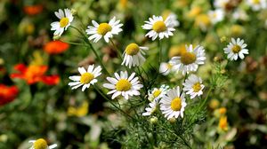 Preview wallpaper daisies, grass, leaves, flowers