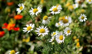 Preview wallpaper daisies, grass, leaves, flowers