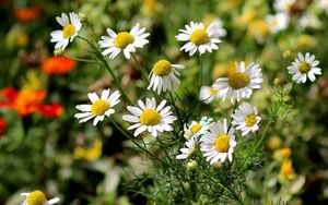 Preview wallpaper daisies, grass, leaves, flowers