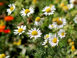 Preview wallpaper daisies, grass, leaves, flowers