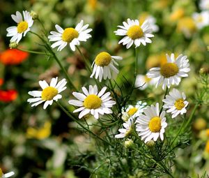 Preview wallpaper daisies, grass, leaves, flowers