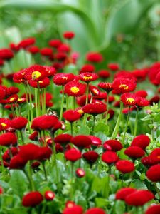 Preview wallpaper daisies, herbs, flowers, red, blur, flowerbed