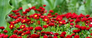 Preview wallpaper daisies, herbs, flowers, red, blur, flowerbed