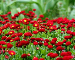 Preview wallpaper daisies, herbs, flowers, red, blur, flowerbed