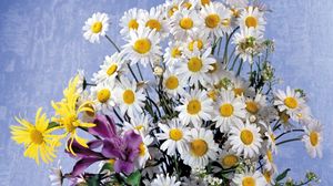 Preview wallpaper daisies, lilies, flowers, bouquet, background