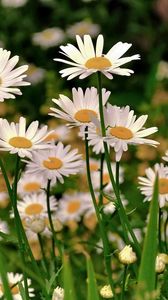 Preview wallpaper daisies, meadow, flowers, herbs, sharpness