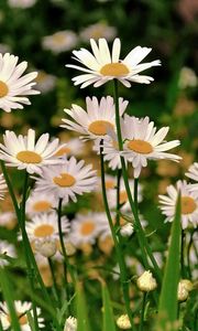 Preview wallpaper daisies, meadow, flowers, herbs, sharpness