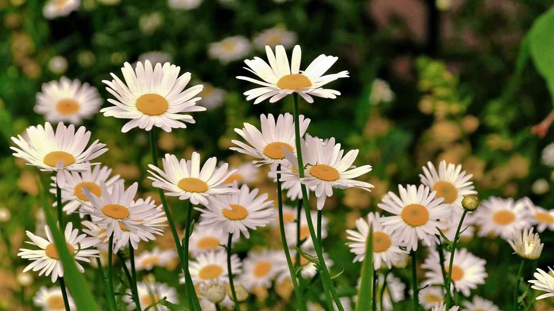 Download wallpaper 1920x1080 daisies, meadow, flowers, herbs, sharpness ...