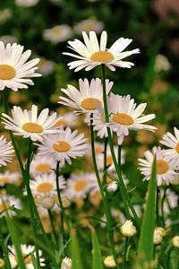 Preview wallpaper daisies, meadow, flowers, herbs, sharpness