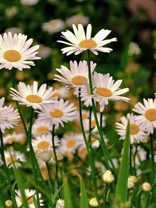 Preview wallpaper daisies, meadow, flowers, herbs, sharpness