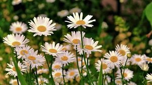 Preview wallpaper daisies, meadow, flowers, herbs, sharpness