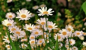 Preview wallpaper daisies, meadow, flowers, herbs, sharpness