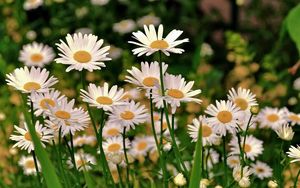 Preview wallpaper daisies, meadow, flowers, herbs, sharpness