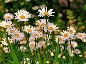 Preview wallpaper daisies, meadow, flowers, herbs, sharpness