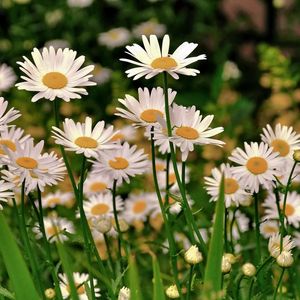 Preview wallpaper daisies, meadow, flowers, herbs, sharpness