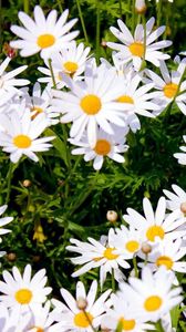 Preview wallpaper daisies, meadow, summer, sunny, positive