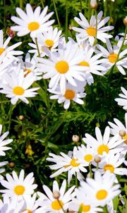 Preview wallpaper daisies, meadow, summer, sunny, positive